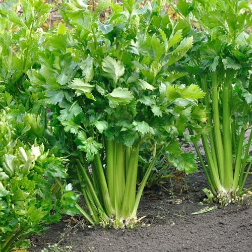 Organic Utah Tall Celery Seeds - USDA Organic, Non-GMO, Open Pollinated, Heirloom, USA Origin (5 Packets - 1.25 Grams - Approx 2500 Seeds) - Image 2