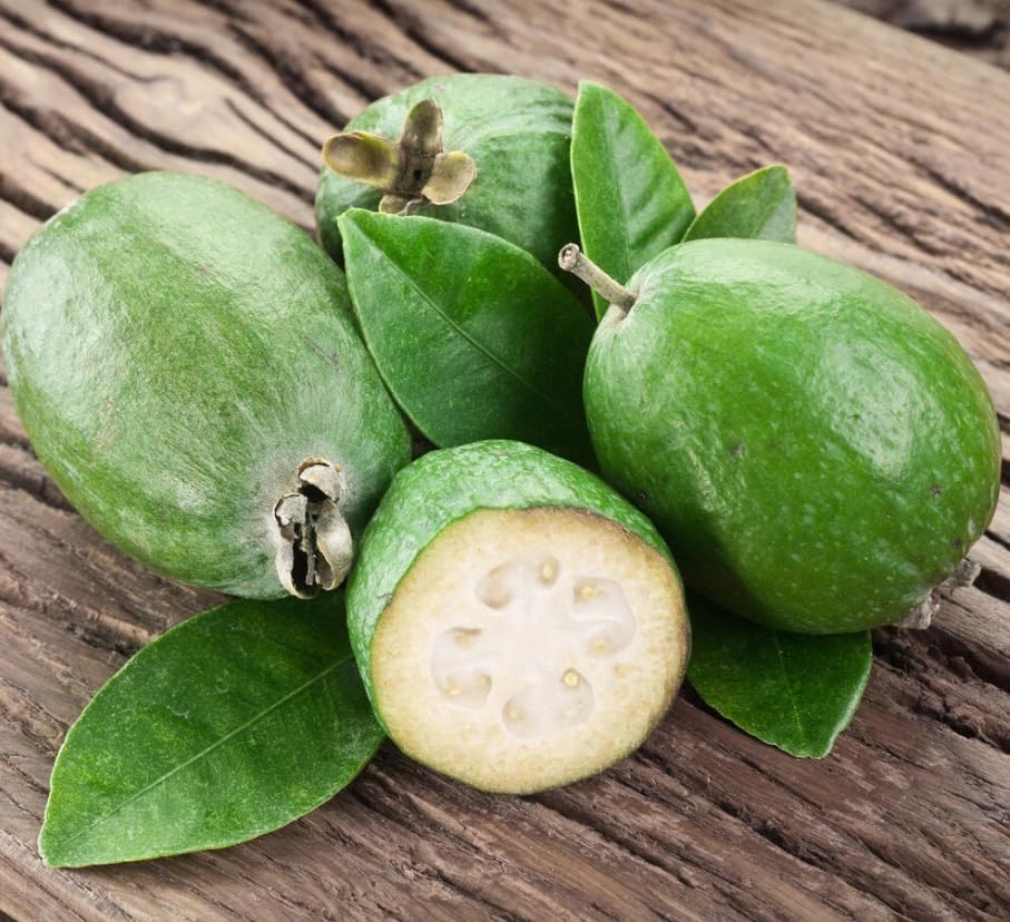 Pineapple Guava Tree Live Plant, Sweet Guavas Plant Tropical Fruit Tree 4-6 Inch Tall - Image 7