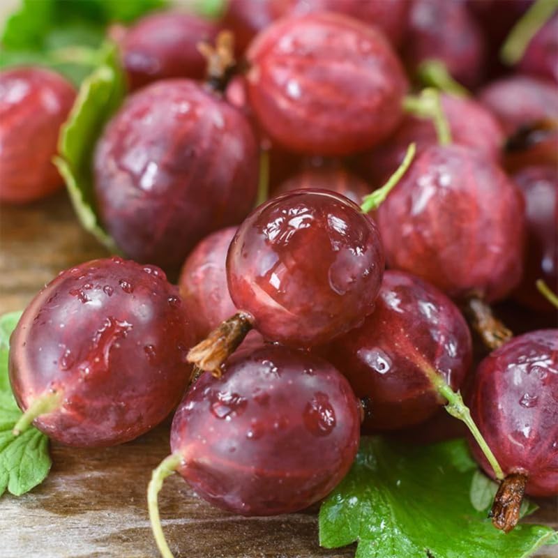 Jeanne Gooseberry Bush Live Plant, 5-9 Inch Tall, Hardy Berry Home Garden - Image 5