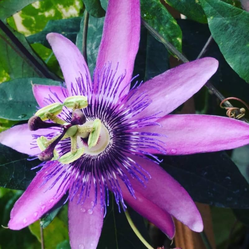 2 Lavender Passion Flower Live Plants, Passiflora Vine to Grow 5-7" Tall - Image 4