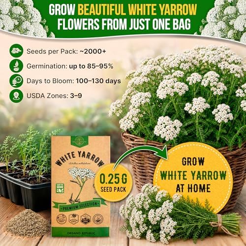 White Yarrow Seeds Pack 0.25 G - Over 2000 Non-GMO Heirloom Yarrow Seeds for Planting Herbs in Individual Seed Packet, Herbs Seeds for Planting Home Garden Indoor & Outdoor Gardening - Image 4