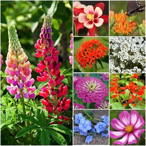 Seed Needs Hummingbird and Butterfly Seed Mix 10 Bulk Packs (1 Ounce Each) - Image 6