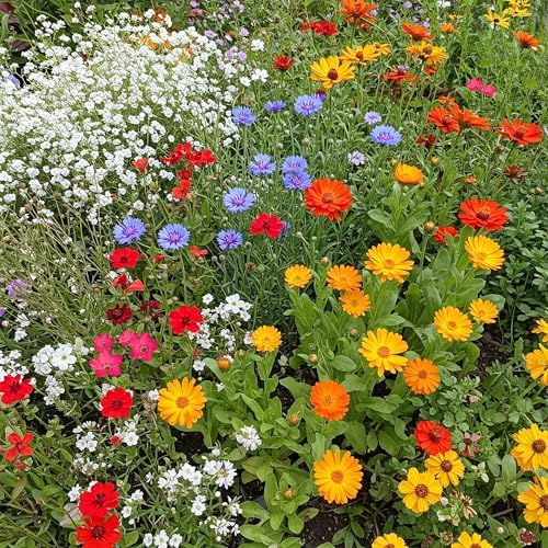 Ferry-Morse Children's Garden Bulk Wildflower Seeds, 650,000+, 1 lb by FerryMorse