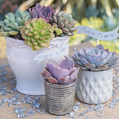 Echeveria Succulents Live Plants (3 Pack) - Image 4