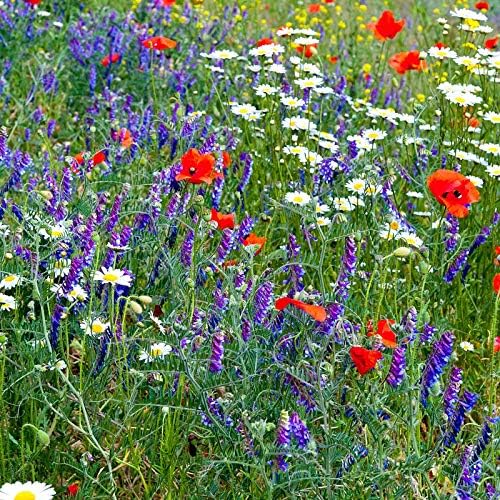 Mountain Valley Seed Co Wildflower Seed Bulk, 3 Oz. 80,000+ Seeds - Image 4