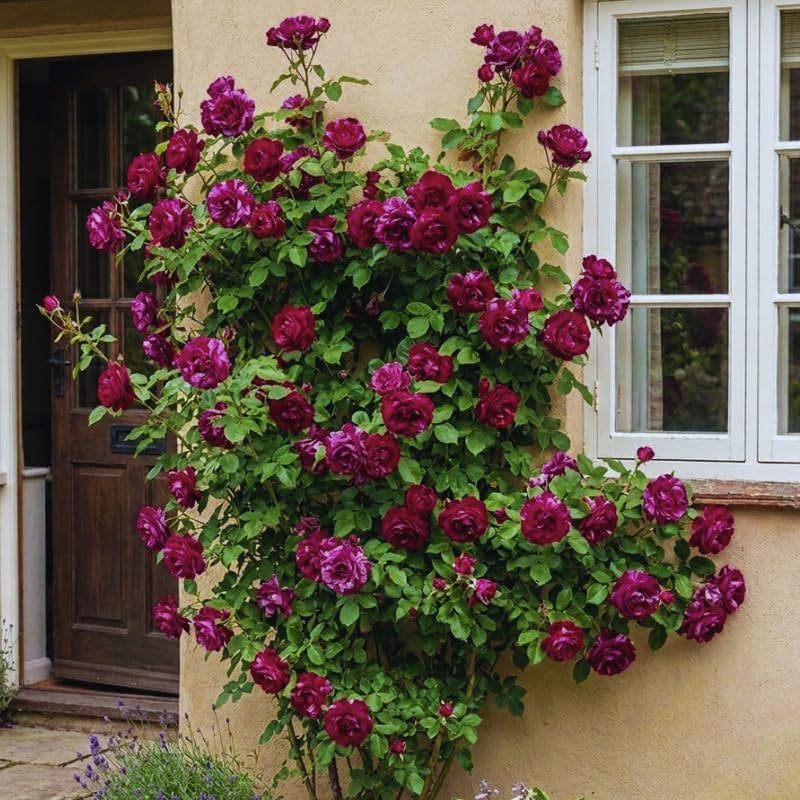 Purple Red Climbing Roses Live Plant, Rose Plant, 5-7 Inch Tall - Image 4