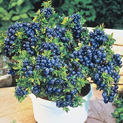 Two Healthy Live Plants of Blueberry Plants Top Hat - 4" ~ 6" Tall Each by Unknown