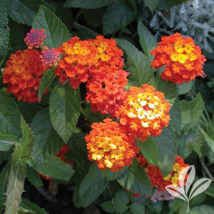 Lantana Plants Live - Confetti Pack of 3 Lantana Live Plants for Planting - 4-6 Inches Tall - Attracts Butterflies, Ideal for Containers, Easy Maintenance - Image 4