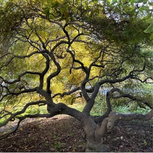 Tamukeyama Japanese Red Maple Live Tree, 1-2 ft, 1 gal Pot - Image 3