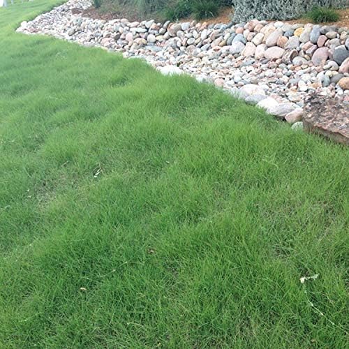 Outsidepride Xeriscape Native Prairie Grass Seed Mix – 5 lb. Perennial, Warm-Season, Cold & Drought-Tolerant, Fine Leaved, Dense Turf Grass Seeds for Lawn, Ground Cover & Arid Xeriscape Landscaping - Image 6