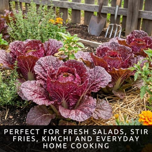 Red Chinese Cabbage Seeds for Planting | Crisp Heirloom Heads | 100 Seeds - Image 3