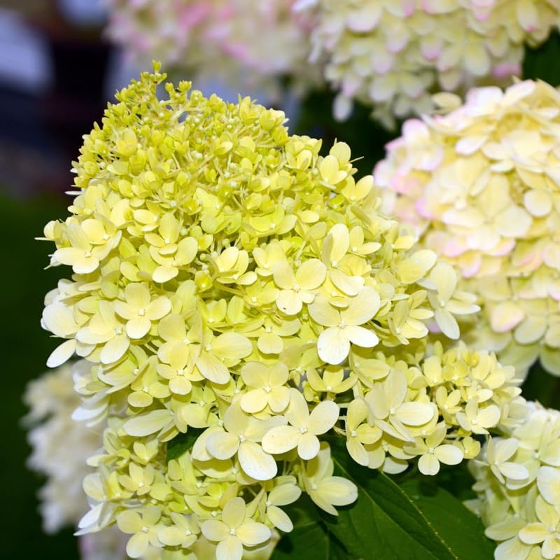 Green Hydrangea Live Plant, Perennial Flowering Bush, 4-7'' Tall, 2.5'' Pot - Image 2