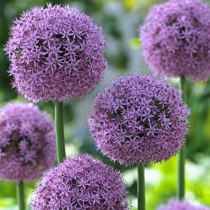 Gladiator Allium Flower Bulbs - Attracts Butterflies and Hummingbirds - Deer Resistant - Good as Cut Flowers - Naturalizing - Perennializing - Image 2