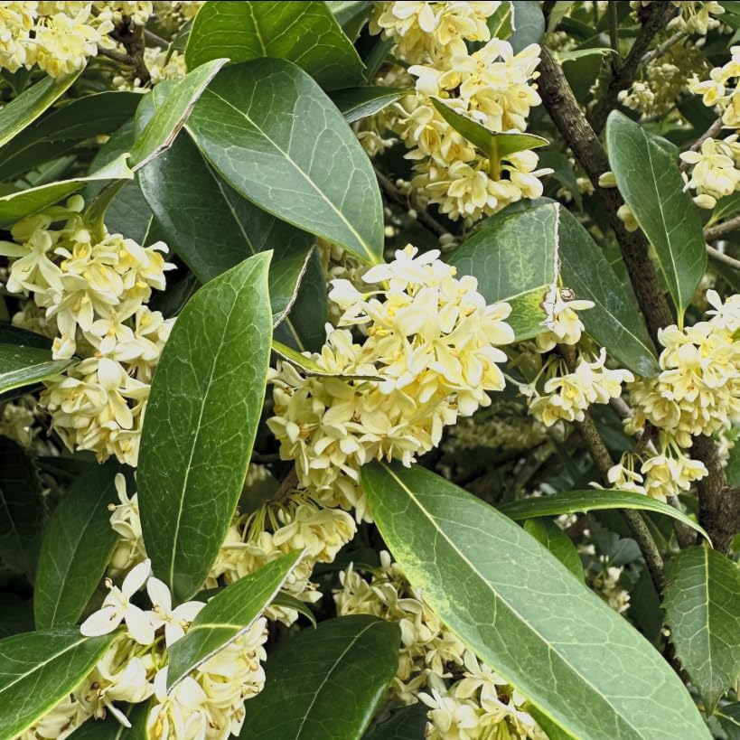 Fragrant Tea Olive Live Plant – Osmanthus fragrans Sweet Olive Shrub – Intensely Fragrant White Blooms – Evergreen Hedge Plant – Rooted Starter - Image 6