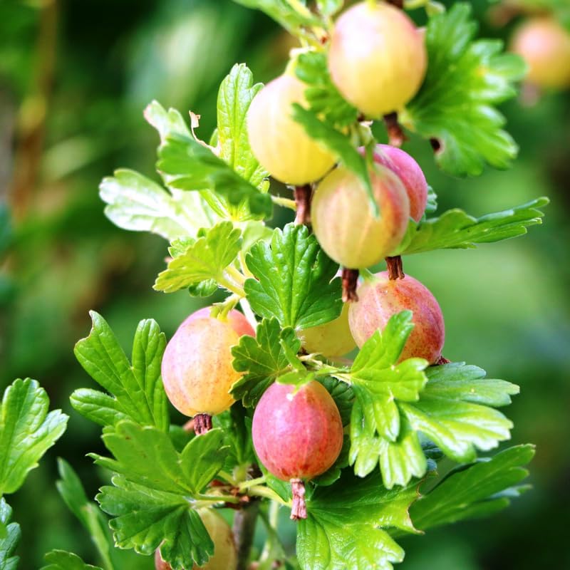 Pixwell Gooseberry Bush Live Plant, Sweet Berry Fruit Tree, 5-9 Inch Tall - Image 4