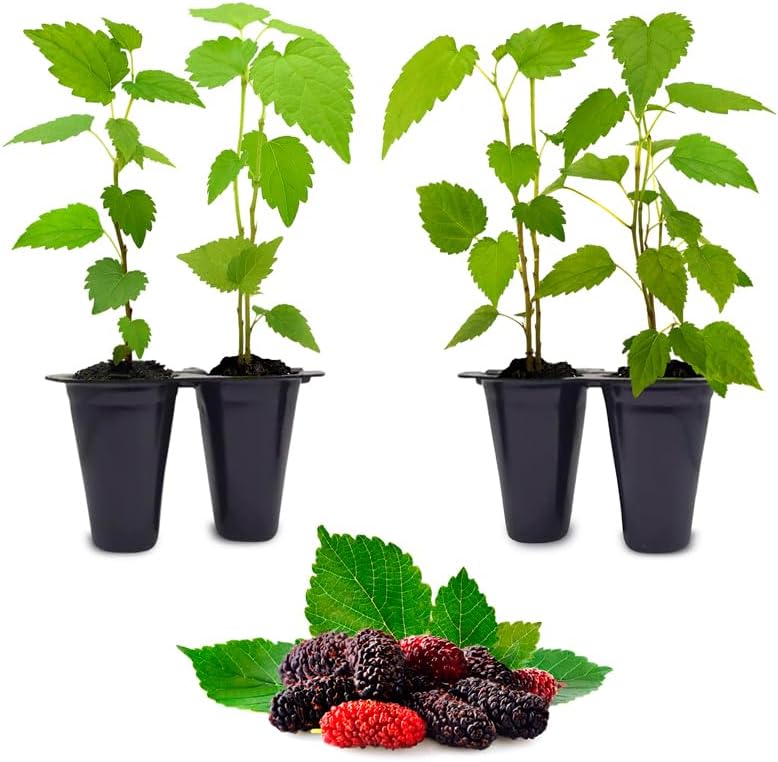 Mulberry Dwarf Everbearing Plant (4 Pack) | Real Live Fruit Plants for Sale| Easy to Grow Live Plants for Organic Gardens | Ideal for Home Gardens, Organic Landscaping, and Indoor or Outdoor Planting. by FamPlants