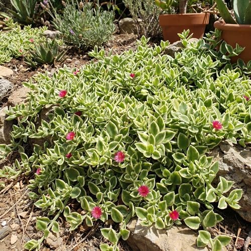 Variegated Delosperma Ice Plant, Succulent Live Plant, 5-7 Inch Tall - Image 7