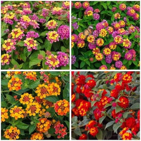 300+ Lantana Flower Seeds – Colorful Perennial Mix, Attracts Butterflies & Hummingbirds, Drought & Heat Tolerant, Long-Blooming Garden Flowers for Outdoor Planting by BuggyBeds