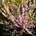 Flowering Almond Tree Plant Live, Ornamental Shrub, 8-12 Inch Tall by GardenNurserySince1996