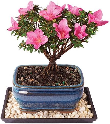 Brussel's Bonsai - Small Satsuki Azalea Live Bonsai Tree, Potted Outdoor Plant by BrusselsBonsai