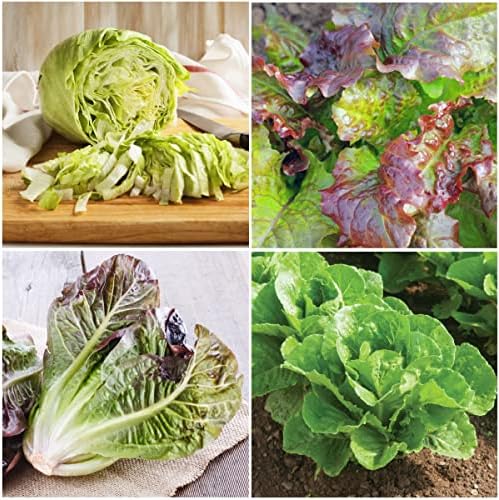 Seed Needs Lettuce Seeds Variety Pack of 8 Non-GMO Heirloom Vegetables - Image 2