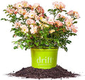 Perfect Plants Peach Drift Rose Live Plant, 1 Gallon, Outdoor Flower Bush by PerfectPlantsNursery