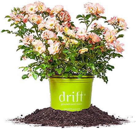 Perfect Plants Peach Drift Rose Live Plant, 1 Gallon, Outdoor Flower Bush by PerfectPlantsNursery