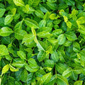 Greenwood Nursery: Live Ground-Cover Plants - Purple WinterCreeper + Euonymus Fortunei Coloratus - [Qty: 100 Bare Roots] - (Click for Other Available Plants/Quantities) by GreenwoodNursery