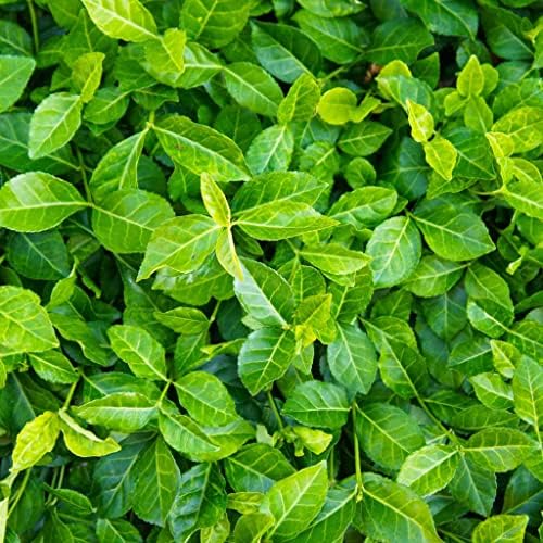 Greenwood Nursery: Live Ground-Cover Plants - Purple WinterCreeper + Euonymus Fortunei Coloratus - [Qty: 200 Bare Roots] - (Click for Other Available Plants/Quantities) by GreenwoodNursery