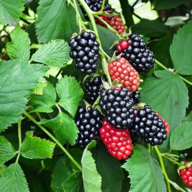 3 Pie BlackBerry Live Plants for Planting, Starter 4-6" Tall - Image 6