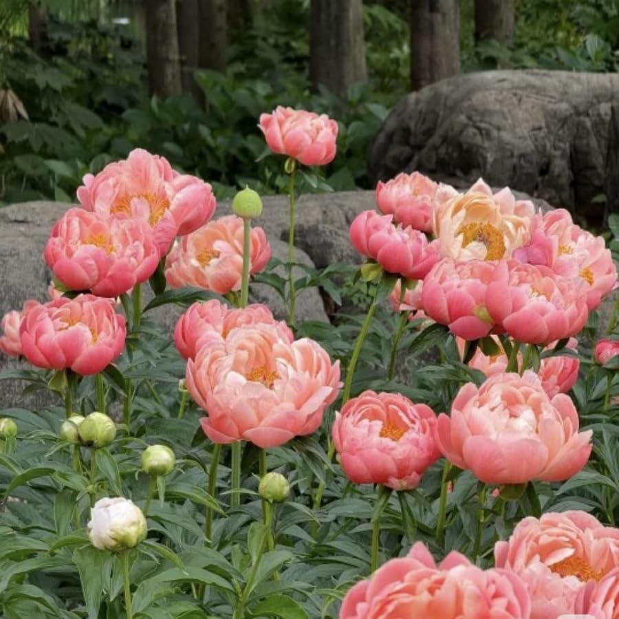 100pcs Peony Lactiflora Seeds for Cut Flower Farming - Long Stem Variety, Commercial-Grade Blooms, High Yield Perennial for Florist Supply - Image 5