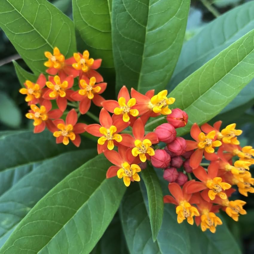 Milkweed Live Plant | 4 Inch Tall | Flowering Outdoor Plant for Garden Beds, Containers & Pollinator-Friendly Spaces | Easy to Grow - Image 5