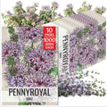 Seed Needs Pennyroyal Mint Seeds to Plant an Herb Garden - 10 Packs by SeedNeeds