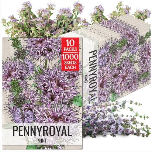 Seed Needs Pennyroyal Mint Seeds to Plant an Herb Garden - 10 Packs by SeedNeeds