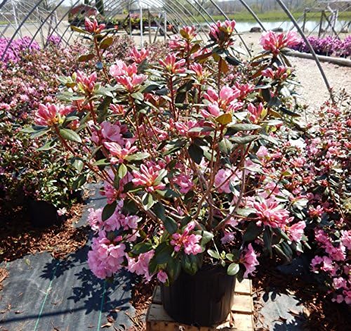 Rhododendron 'Aglo' (Rhododendron) Evergreen, pink flowers, #2 - Size Container - Image 4