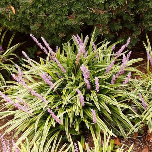 18 Pack - Liriope 'Variegated' Grass - Image 3