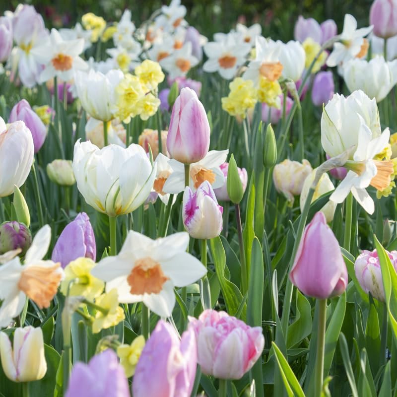 All-in-One Flower Garden Kit - 25 Flower Bulbs Per Box - Potluck Planting Blush Bouquet Mix - Tulip and Daffodil Mix - Fragrant - Naturalizing - Live Outdoor Garden - Easy to Plant Flowers by HollandBulbFarms
