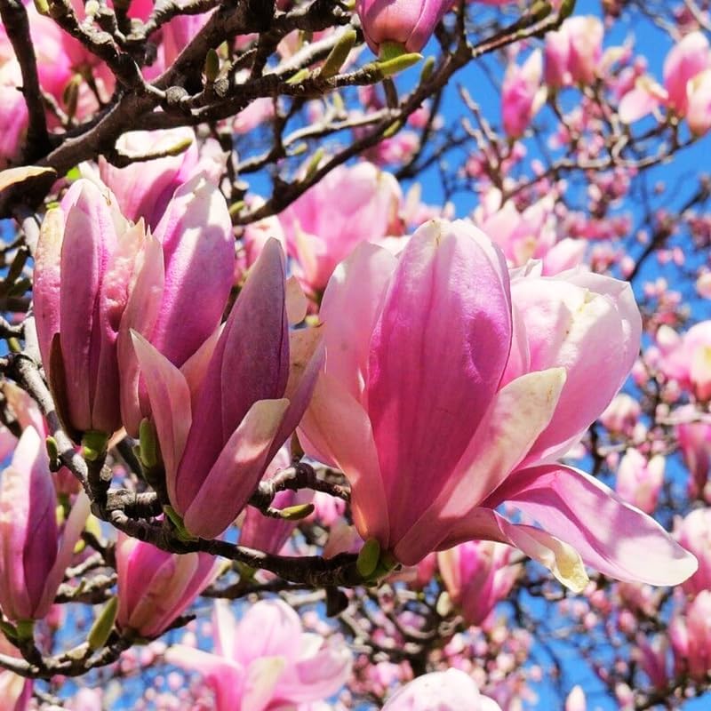 2 Jane Magnolia Trees Plants Live, Spring Bloom Flower Tree by AKTRD