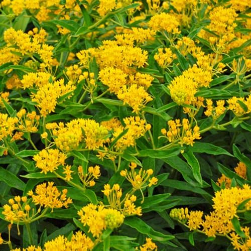 3 Yellow Milkweed Live Plants, Milkweed Flower Plant, 5-7 Inc - Image 5