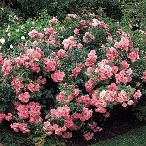 Pink Blossom Climbing Live Rose Plant, Flower, 5-10 Inch Tall - Image 5