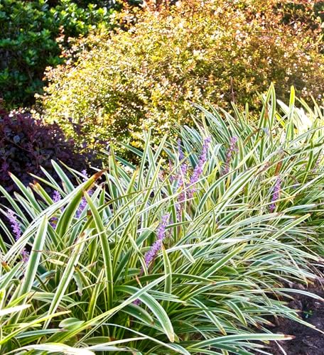 18 Pack - Liriope 'Variegated' Grass - Image 5