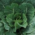 Tiger Hybrid Collard Seeds (95 Seeds) Seeds for Planting, Farm, Growing in Garden, Greenhouse, Vegetable, Fruit by Unknown