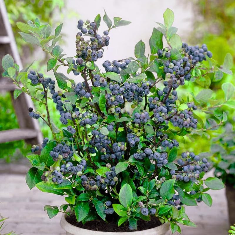2 Highbush Blueberry Bushes Live Plants, Starter Fruit Plant, 4-7 Inch Tall - Image 3