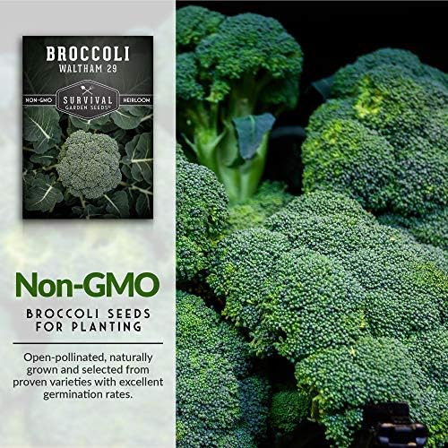 Waltham 29 Broccoli Seeds for Planting – Survival Garden Seeds (3 Packs) - Image 3