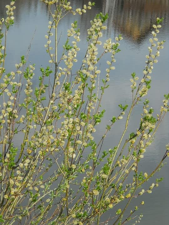 Greenwood Nursery: Live Shrub Plants - 'Hakuro-Nishiki' Japanese Dappled Willow + Salix Integra - [Qty: 1x Quart Pot] - (Click for Other Available Plants/Quantities) - Image 2
