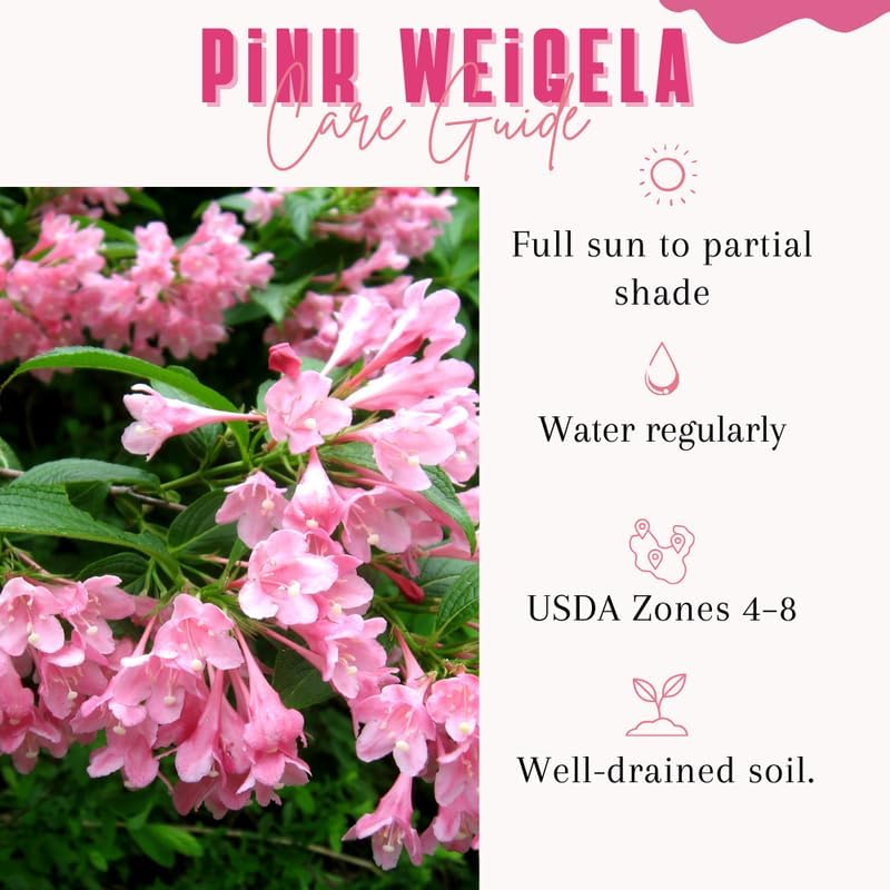 Pink Weigela Live Plant, Patio Shrub, 4 Inch Pot - Image 4