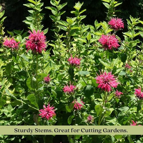 Clovers Garden Bee Balm Balmy Rose (Monarda) Plants – Two (2) Live Plants – Non-GMO - Not Seeds - Each 4" to 8" Tall – in 4" Inch Pots – Hardy Flowering Perennial, Pollinator Favorite - Image 6