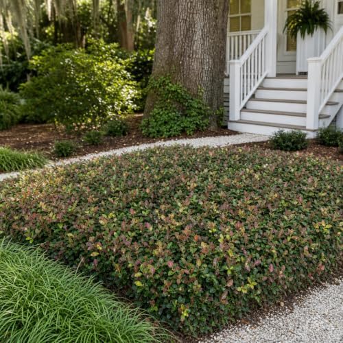 Bronze Asiatic Jasmine | 3 Live Plants | Trachelospermum asiaticum | Evergreen Groundcover with Bronze Foliage | Low-Maintenance Accent for Sun or Shade - Image 2