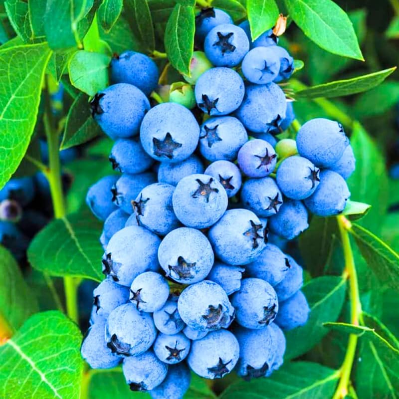 2 Misty Blueberry Bushes Live Plants, Edible Fruit Plant, 5-12 Inch Tall - Image 3