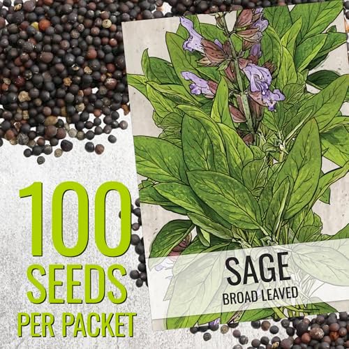 Seed Needs Broad Leaved Sage Seeds to Plant an Herb Garden - 1 Pack - Image 3